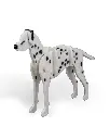 Dalmatian_Kit_Card_WB_psb5_a6020db7f8.webp