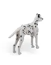Dalmatian_Kit_Card_WB_psb2_82d98d84cc.webp