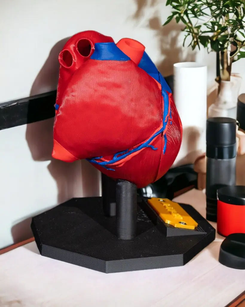 Heart_Anatomical_Model_6_Photoroom_1_ec42505160.webp
