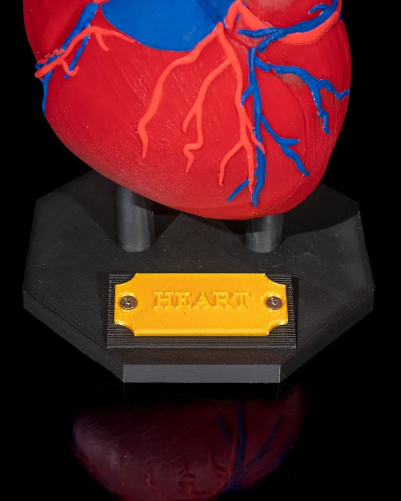Heart_Anatomical_Model_7_033a39f4b8.webp