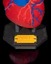 Heart_Anatomical_Model_7_033a39f4b8.webp