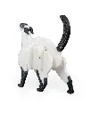 Siamese_Cat_Kit_Card_WB_3_05864e6703.webp