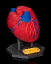 Heart_Anatomical_Model_1_2343d33c1d.webp
