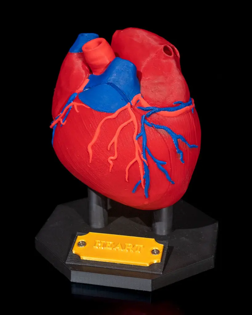 Heart_Anatomical_Model_3_14ed07c8e1.webp