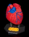 Heart_Anatomical_Model_3_14ed07c8e1.webp