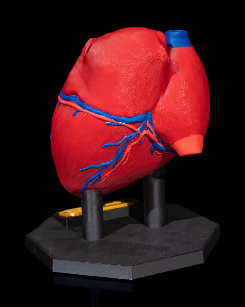 Heart_Anatomical_Model_5_2918f6df59.webp