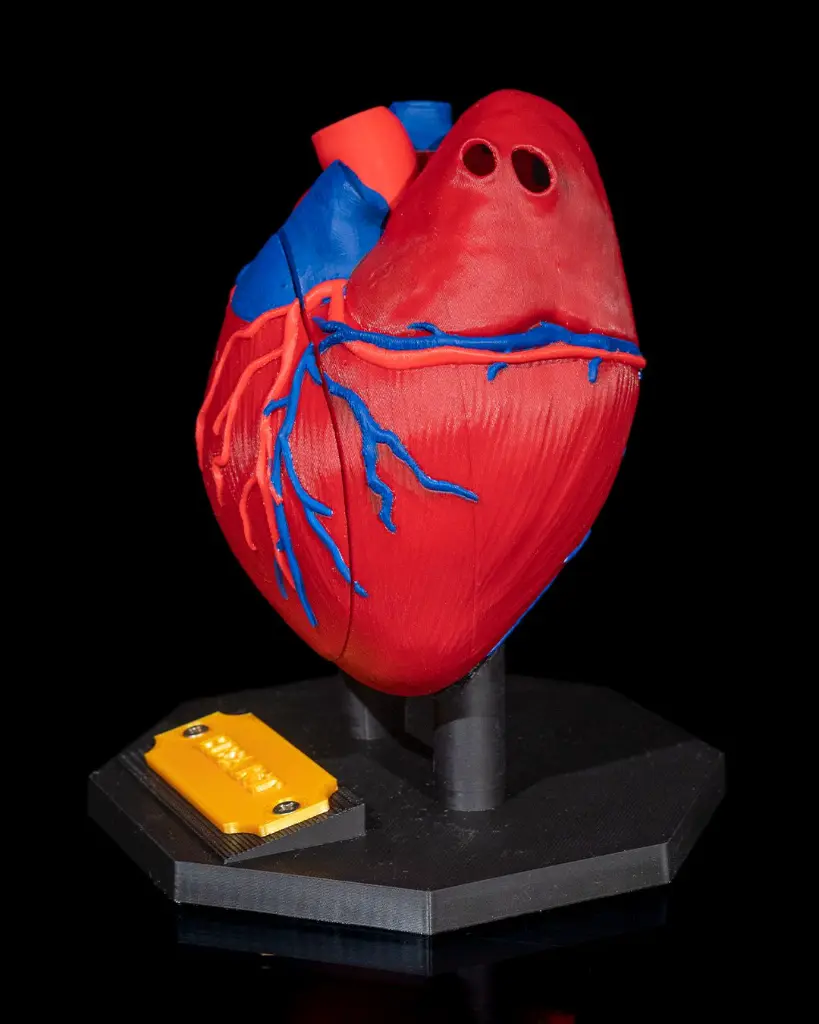 Heart_Anatomical_Model_4_719179b12d.webp