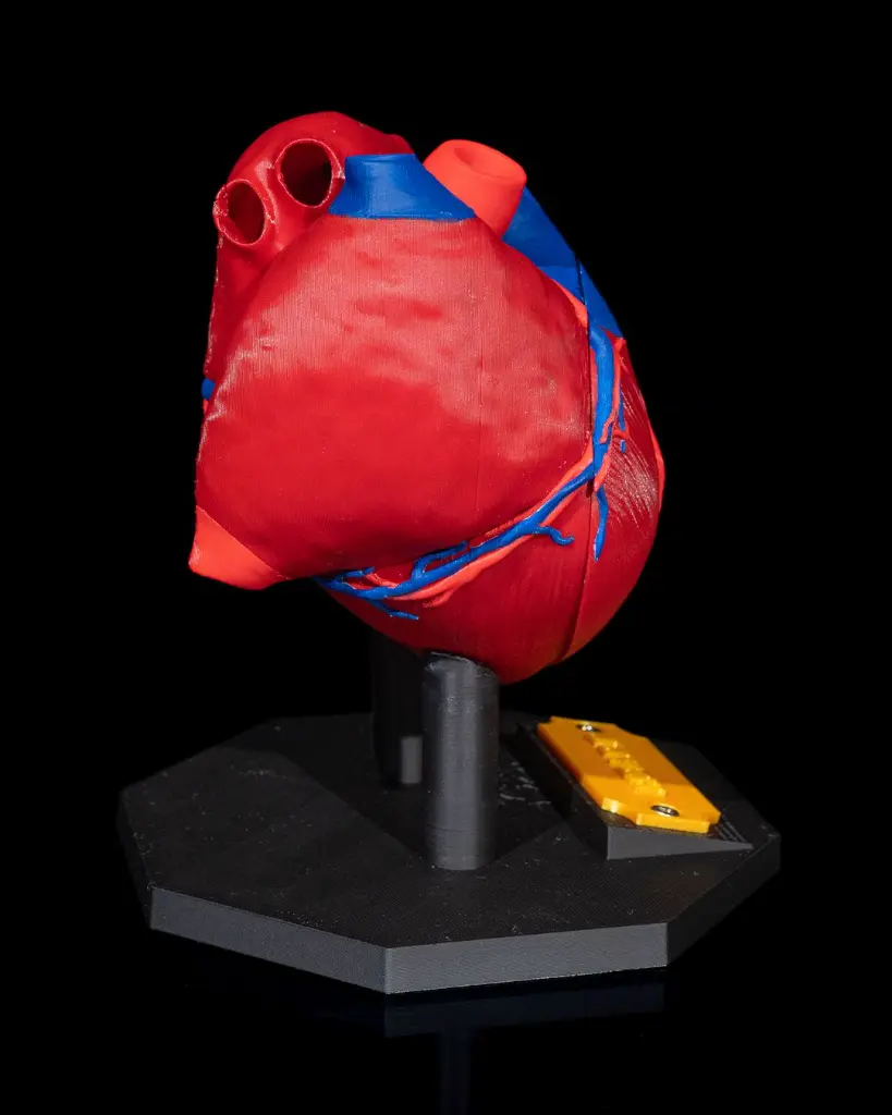 Heart_Anatomical_Model_6_3baad82a6a.webp