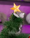 Meowy_Christmas_Tree_Topper_1_253270dfec.webp