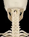 Rib_Cage_Spine_and_Pelvis8_b995591db7.webp