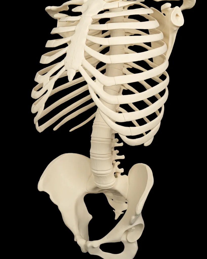 Rib_Cage_Spine_and_Pelvis6_7d41d93027.webp