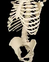Rib_Cage_Spine_and_Pelvis6_7d41d93027.webp