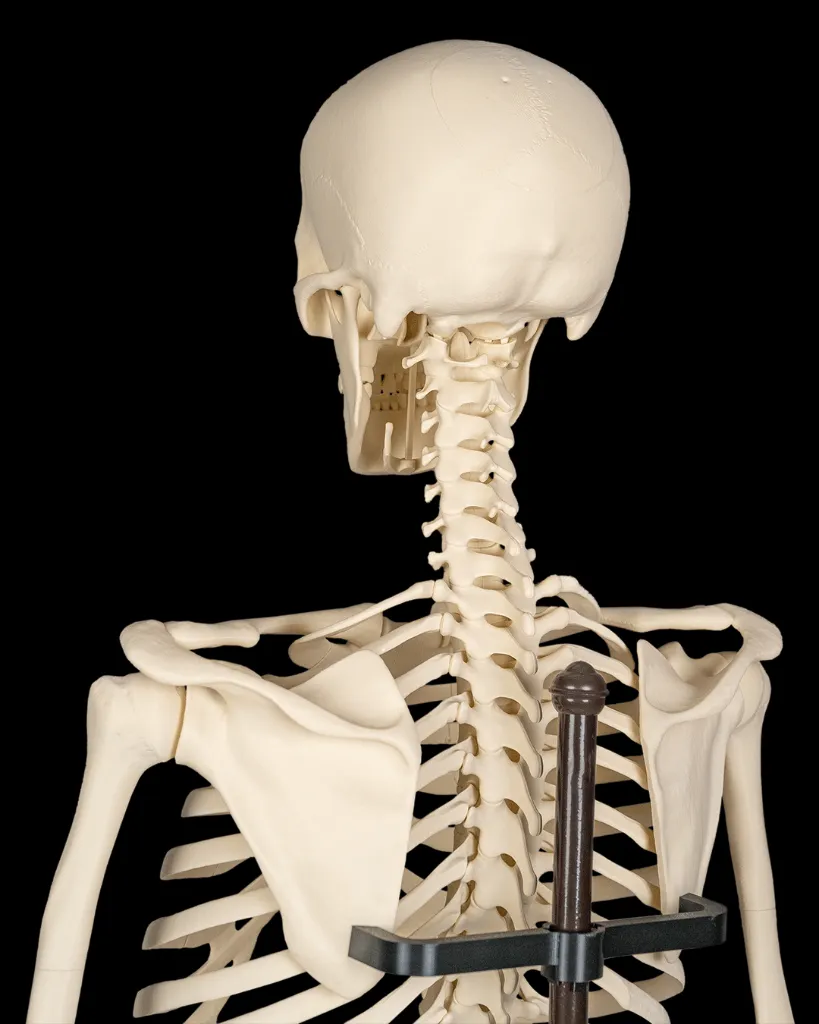 Rib_Cage_Spine_and_Pelvis7_fc44b8f987.webp