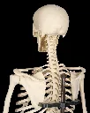 Rib_Cage_Spine_and_Pelvis7_fc44b8f987.webp