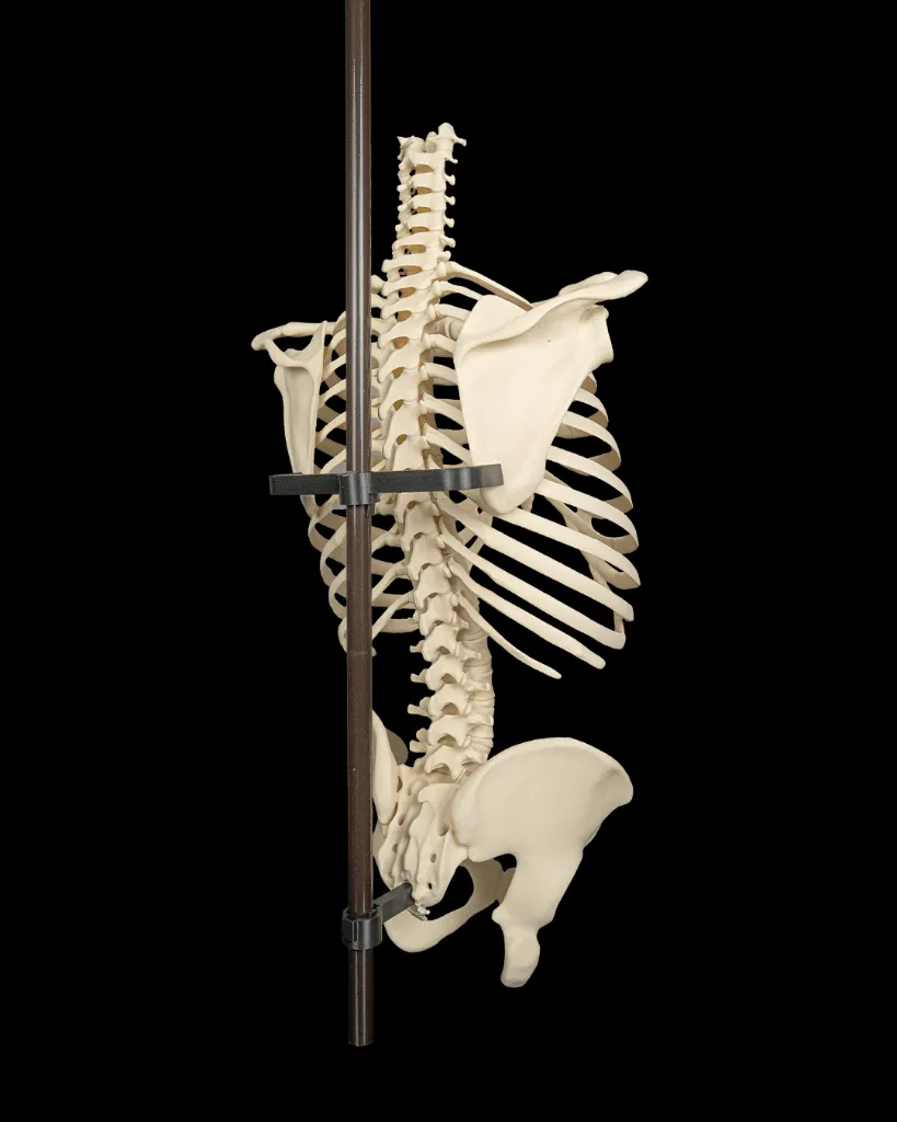 Rib_Cage_Spine_and_Pelvis3_4ed0a400c6.webp