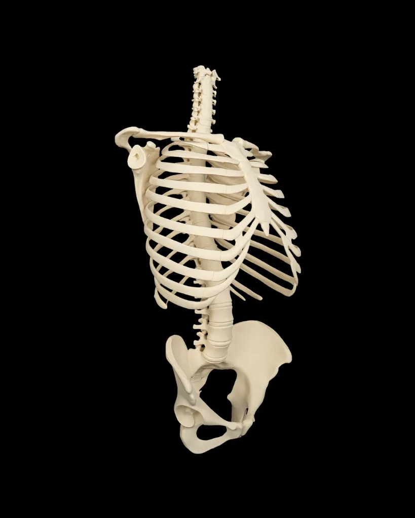Rib_Cage_Spine_and_Pelvis2_7bcb5ea27b.webp