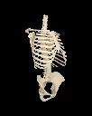 Rib_Cage_Spine_and_Pelvis2_7bcb5ea27b.webp