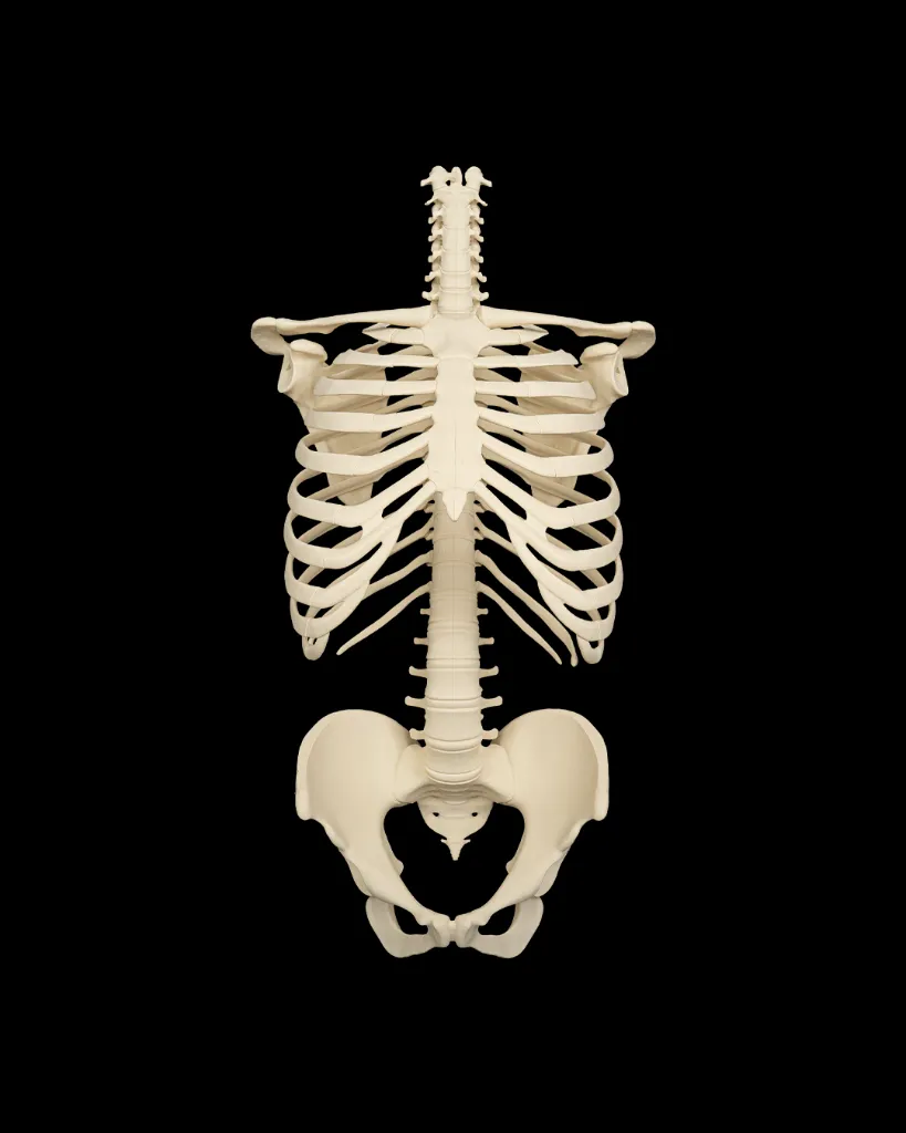 Rib_Cage_Spine_and_Pelvis1_5c9f8dc344.webp