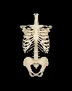 Rib_Cage_Spine_and_Pelvis1_5c9f8dc344.webp
