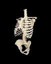 Rib_Cage_Spine_and_Pelvis5_d179d47b85.webp