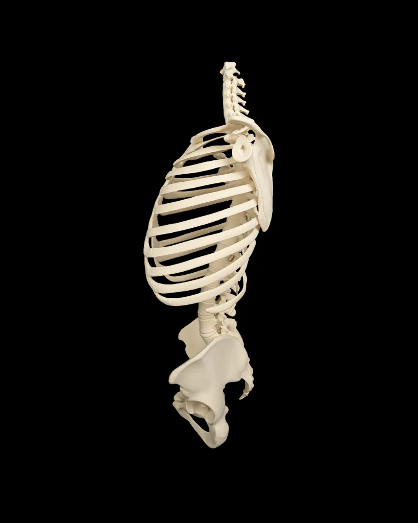 Rib_Cage_Spine_and_Pelvis4_12d297a0d1.webp