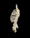 Rib_Cage_Spine_and_Pelvis4_12d297a0d1.webp