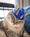 Pharaoh_Cat_Cat_Costume_2_a763224307.webp