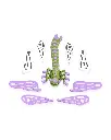 Lenny_Dragonfly_WB_8_4a3fecd9b2.webp