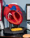 Heart_Anatomical_Model_2_Photoroom_a3f1ae7acc.webp