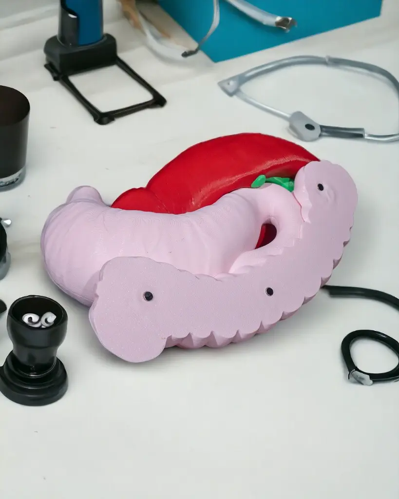Digestive_System_Anatomical_Model_6_Photoroom_1_f98f41f478.webp