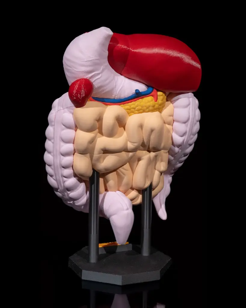Digestive_System_Anatomical_Model_4_f784d102eb.webp
