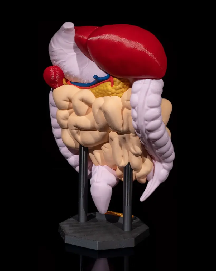 Digestive_System_Anatomical_Model_3_4b416356ff.webp