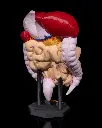 Digestive_System_Anatomical_Model_3_4b416356ff.webp