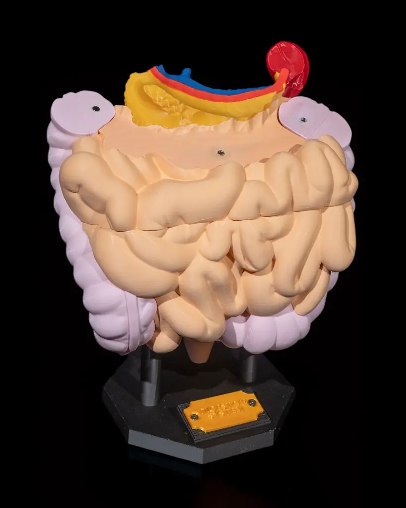 Digestive_System_Anatomical_Model_5_1d13d23885.webp