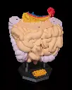 Digestive_System_Anatomical_Model_5_1d13d23885.webp