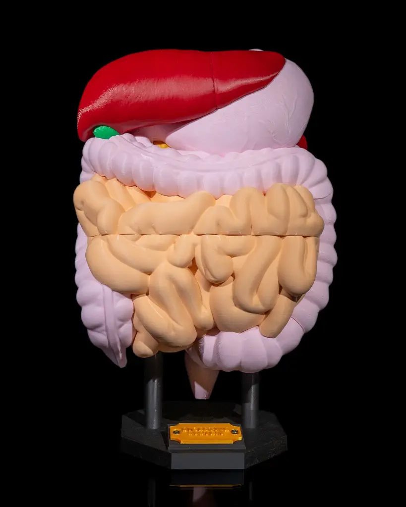Digestive_System_Anatomical_Model_1_c22cbb4151.webp