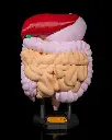 Digestive_System_Anatomical_Model_1_c22cbb4151.webp