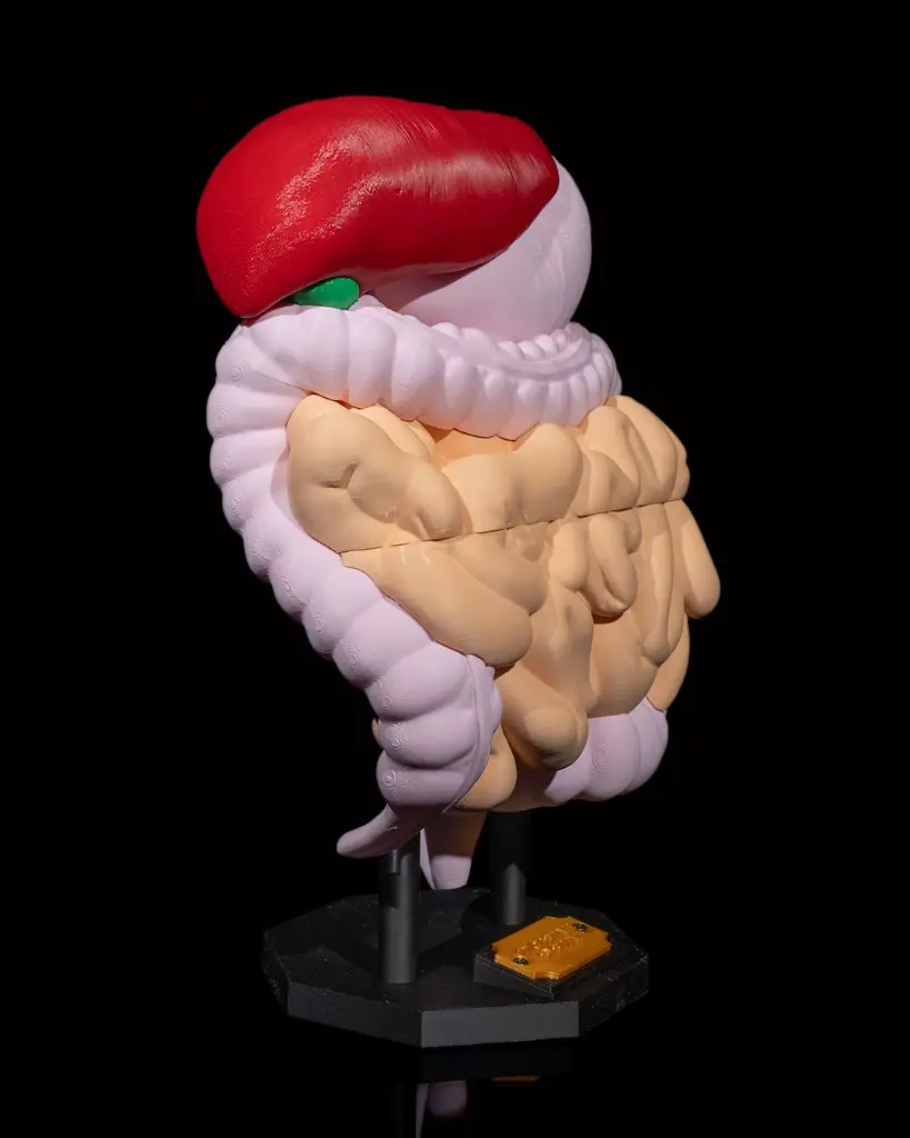 Digestive_System_Anatomical_Model_2_2311c26787.webp