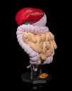 Digestive_System_Anatomical_Model_2_2311c26787.webp