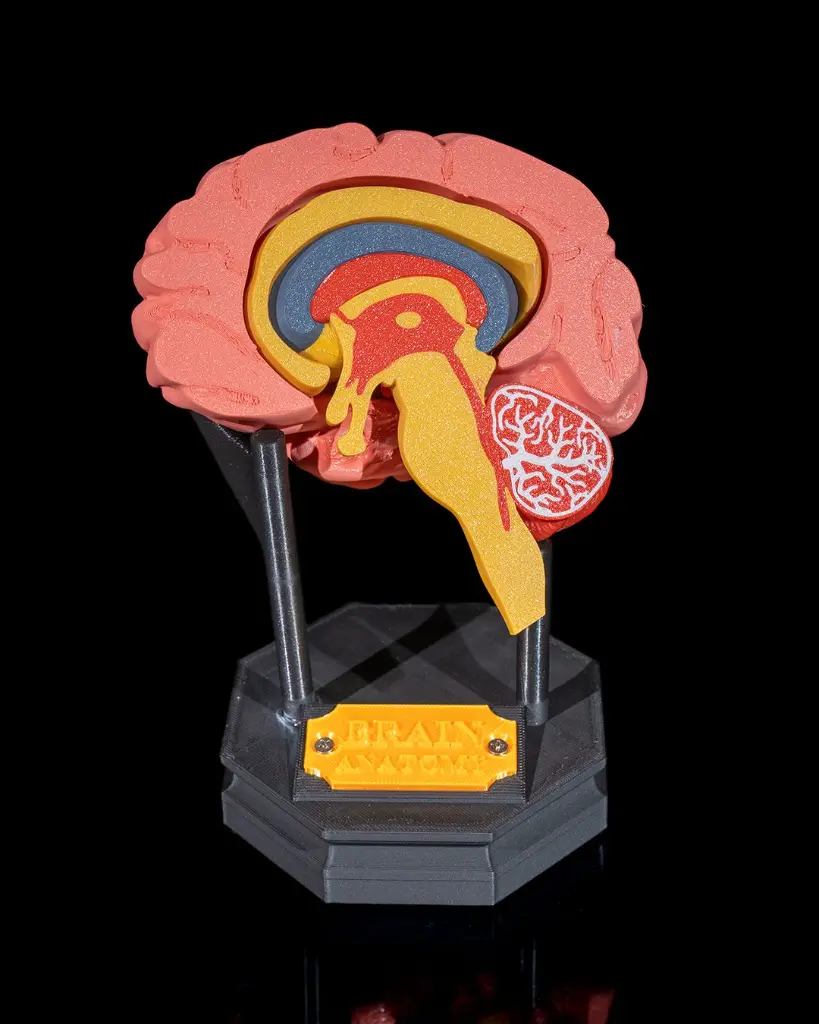Human_Brain_1_3e9914aed3.webp