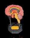 Human_Brain_1_3e9914aed3.webp