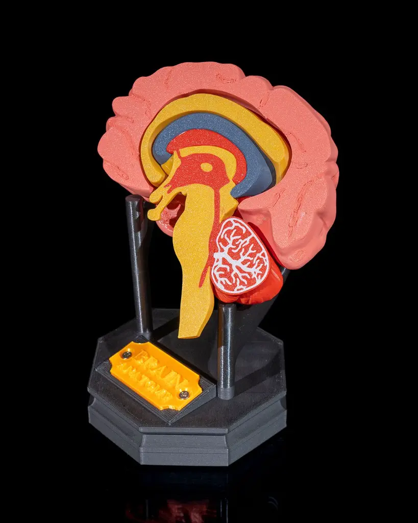 Human_Brain_3_8e3b527d66.webp