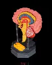 Human_Brain_3_8e3b527d66.webp