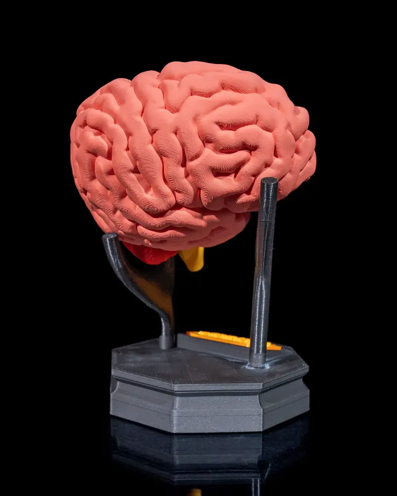 Human_Brain_5_a9ce7b1663.webp