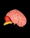 Human_Brain_6_9b53fca122.webp