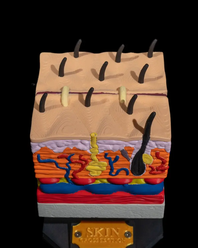 Skin_Cross_Section_4_cb91fc5295.webp