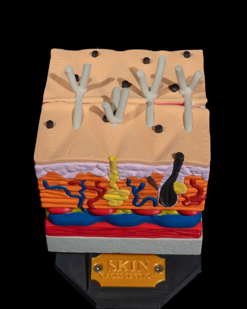 Skin_Cross_Section_6_297672dd90.webp