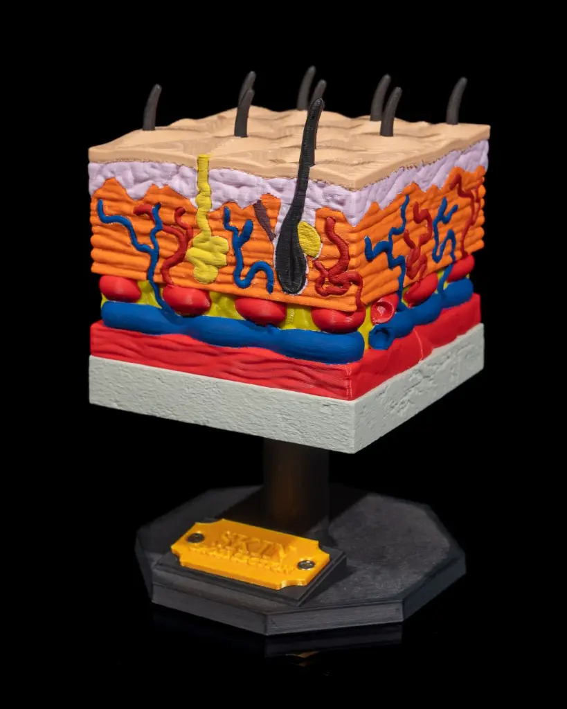 Skin_Cross_Section_7_38d9662ba8.webp
