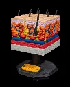 Skin_Cross_Section_7_38d9662ba8.webp