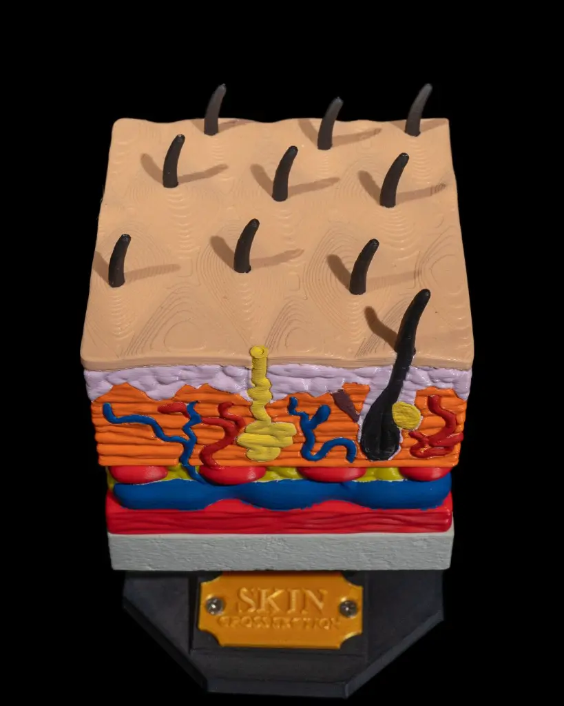 Skin_Cross_Section_2_29f0343b4d.webp